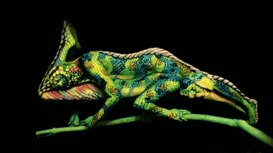 optical_illusion_03.gif