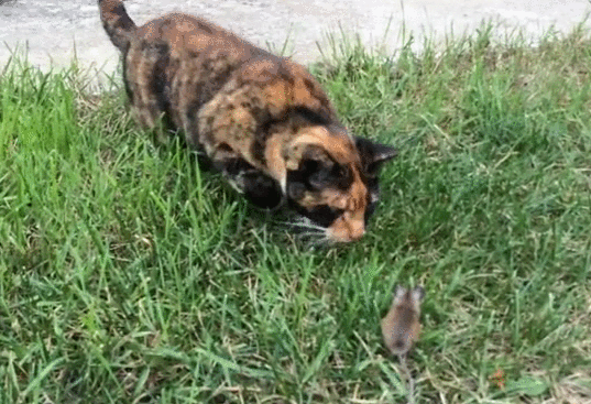 1457084812127975678.gif