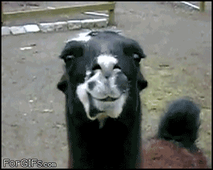 Llama_chewing.gif
