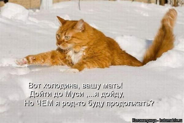 kotomatritsa_s.jpg