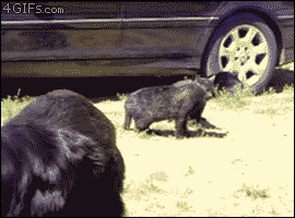 sobaki_raznyali_draku_kotov.gif