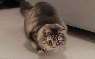 1391493997_1425715650.gif