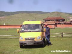 Gazel v Mongolii