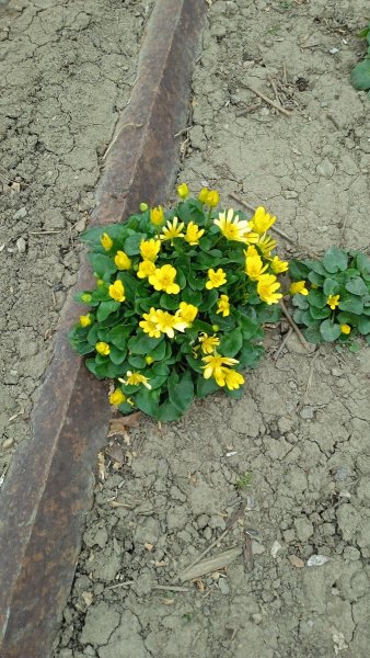 IMG-20250314-WA0009.jpeg